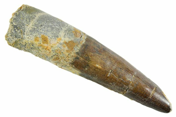 Fossil Spinosaurus Tooth - Real Dinosaur Tooth #347165
